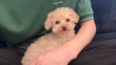 トイプードルの小殿くん