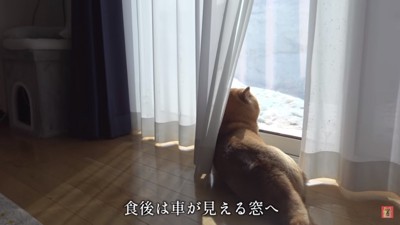 窓から外を見るはちくん