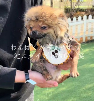 池に落ちちゃった！！