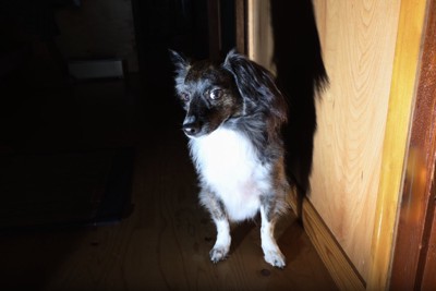 暗闇で怯える犬