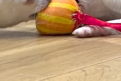 チワワのアップ