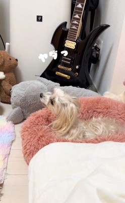 怒る茶々ちゃん