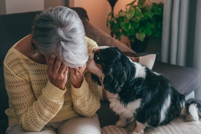 頭を抱える人、顔を寄せる犬