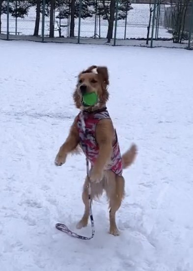 ボールをキャッチする犬