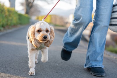 散歩する犬