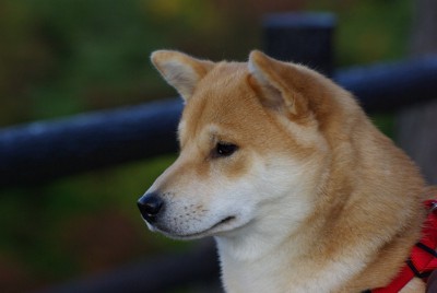 見つめる柴犬の横顔