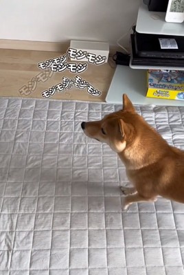 モジモジする小次郎くん