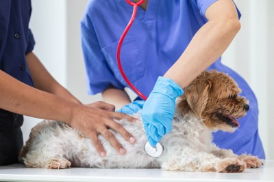 聴診器を当てられる犬