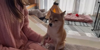 お手する犬