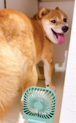 「掘れない…」