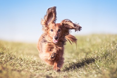 耳をなびかせながら走っている犬