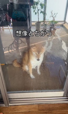 けいちゃんにガラス越しに水をかけたら…