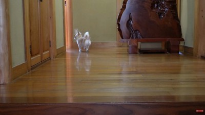 玄関から離れて、そばへ