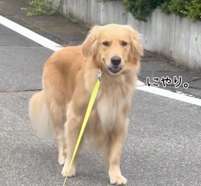 ニヤリと笑う犬