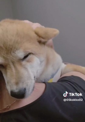 人の肩に顔をうずめる犬