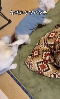 まさかのパンチ！
