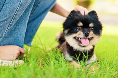 少し伸びた芝生でくつろぐ犬と撫でる人の手