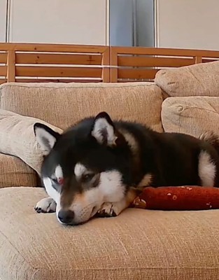 視線を戻す柴犬