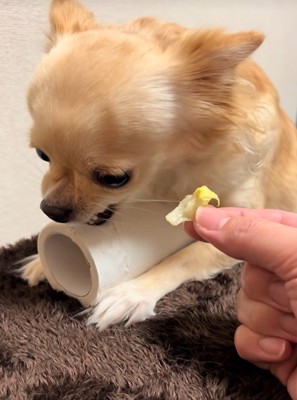 トイレットペーパーを守るジョルノちゃん