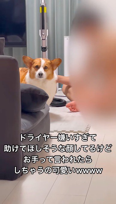 ドライヤーをかけられながらカメラを見つめる犬