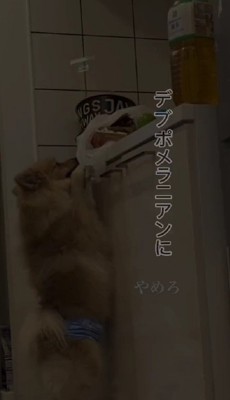 やんちゃな性格の持ち主だとか♡