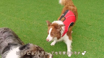黒い犬と追いかけっこをするお姉ちゃん犬