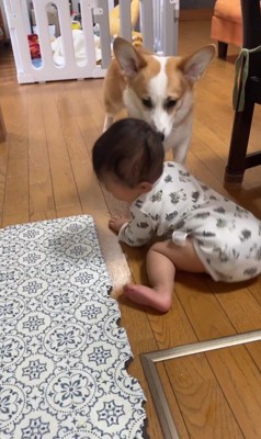 赤ちゃんを見守るまる君4