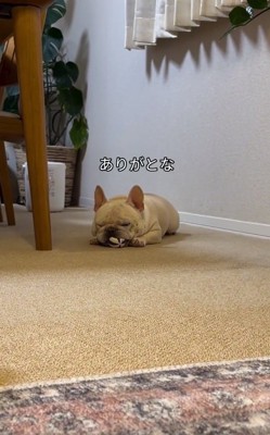 ボールを離さないはちくん2