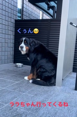 泣いてしまうララちゃん