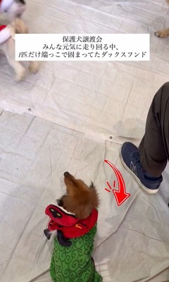 ラホちゃんとの出会いと現在2