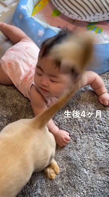 しっぽを顔に当てられて目を閉じる赤ちゃん