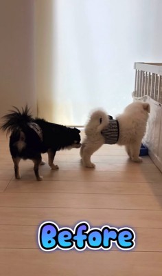 小型犬と遊ぶ超大型犬の子犬