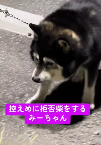 現役の「拒否柴」