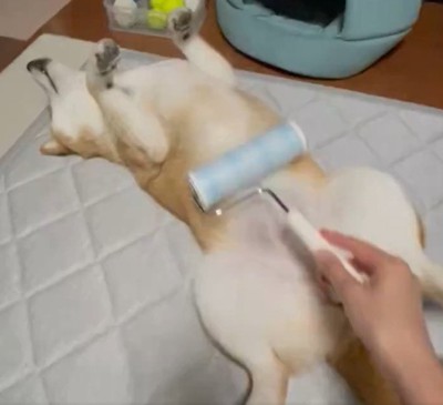 柴犬