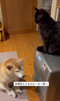 ヒーター前を陣取る茶々ちゃん2