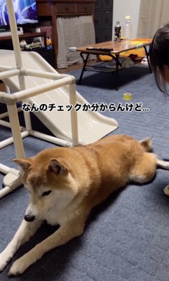 尻尾が気になる…