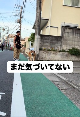 顔を上げる犬