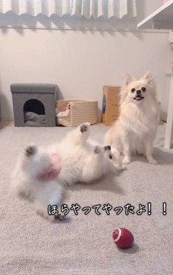 ヘソ天のベアくん