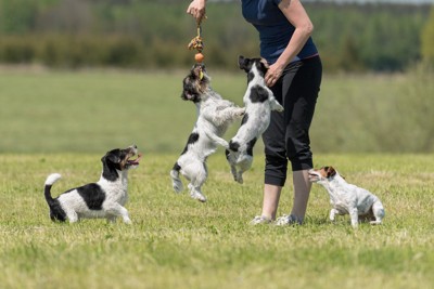 4頭の犬と遊ぶ人