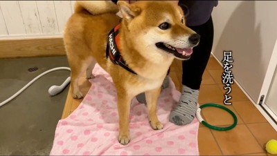 目を開いて、部屋の中を見つめる雄の犬