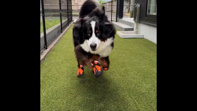 はしゃいでいるかのようなドタドタ走り