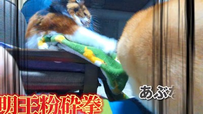 ディス子さんが怒ってパンチ!