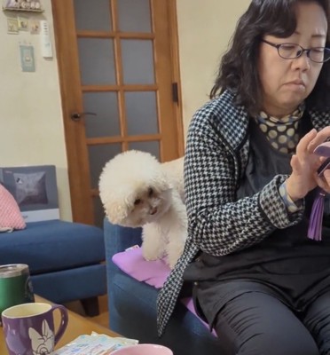 身を乗り出す犬