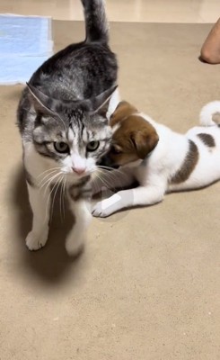 立ち上がるかんたくん