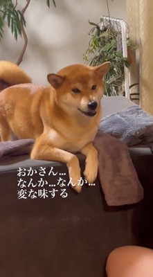 カメラの方を向く犬