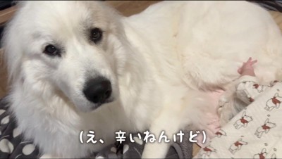 不安そうにカメラを見上げる犬