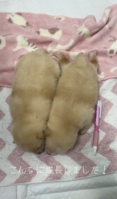 生後15日目の赤ちゃん犬