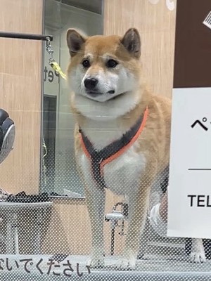 柴犬