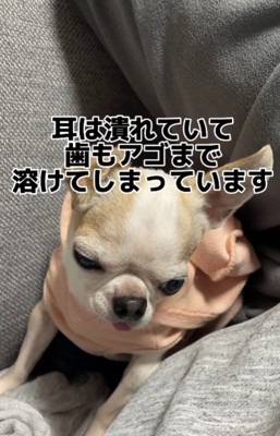 健康状態はすこぶる悪い