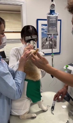 お座りを保っていたものの…